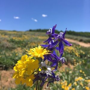 Meet your Posher, Elizabeth